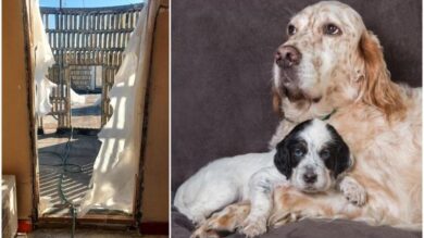 Anita, Setter di 4 mesi, precipita nel vuoto per 15 metri e muore a Roma