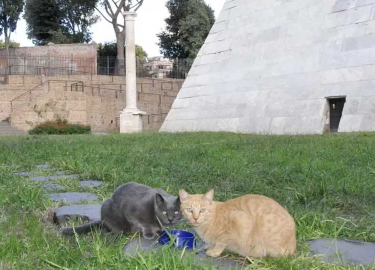 Romani alla Caritas ogni giorno per un pasto, ma per i gatti c’è sempre trippa