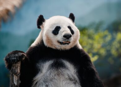 WWF, dalla scomparsa delle specie alla nostra estinzione il passo è breve