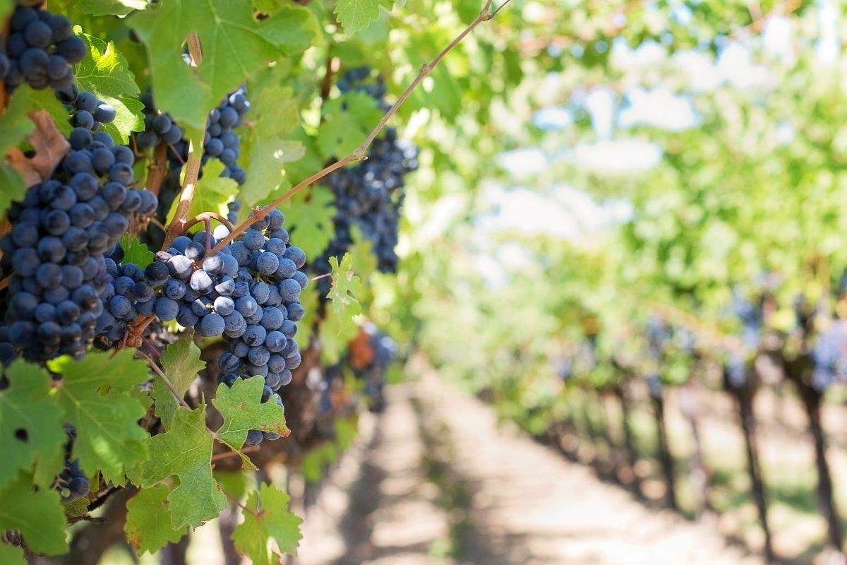 Il sostegno diffuso alla causa degli agricoltori Il sostegno diffuso alla causa degli agricoltori