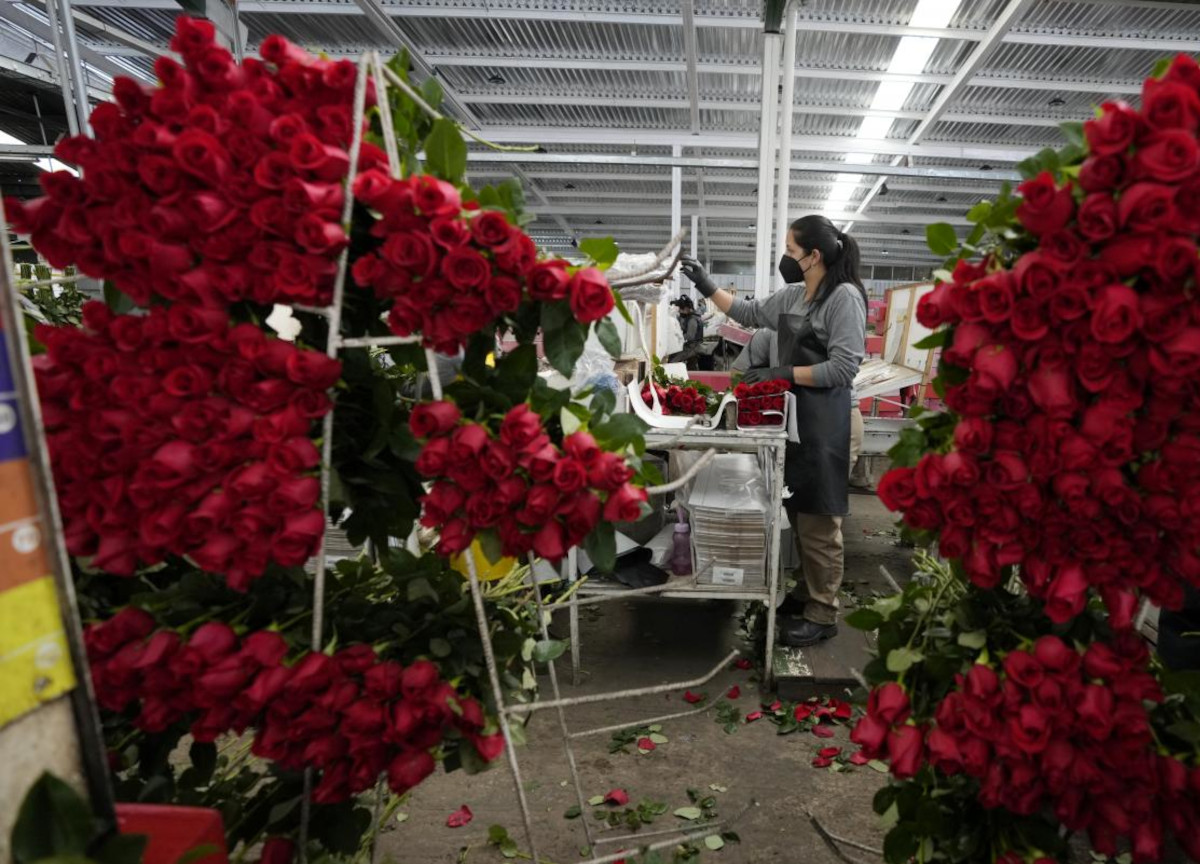 San Valentino, rose e bouquet. Mercato da 80 mln di €, brilla il made in Italy San Valentino, rose e bouquet. Mercato da 80 mln di €, brilla il made in Italy