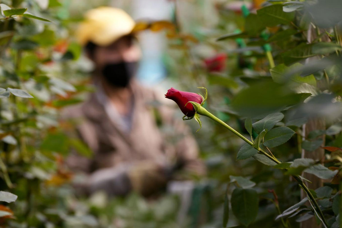 San Valentino, rose e bouquet. Mercato da 80 mln di €, brilla il made in Italy San Valentino, rose e bouquet. Mercato da 80 mln di €, brilla il made in Italy