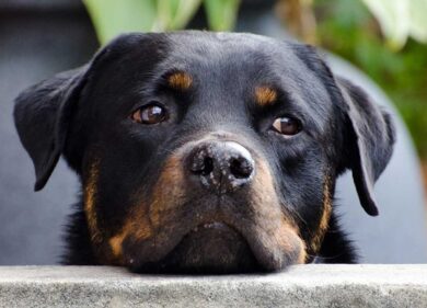 Ucciso dai Rottweiler: indagati i proprietari dei 3 cani per omicidio colposo