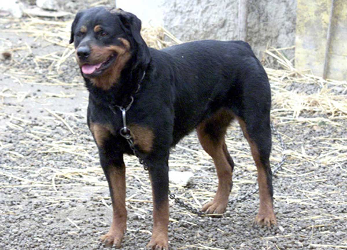 Ucciso dai Rottweiler: indagati i proprietari dei 3 cani per omicidio colposo Ucciso dai Rottweiler: indagati i proprietari dei 3 cani per omicidio colposo