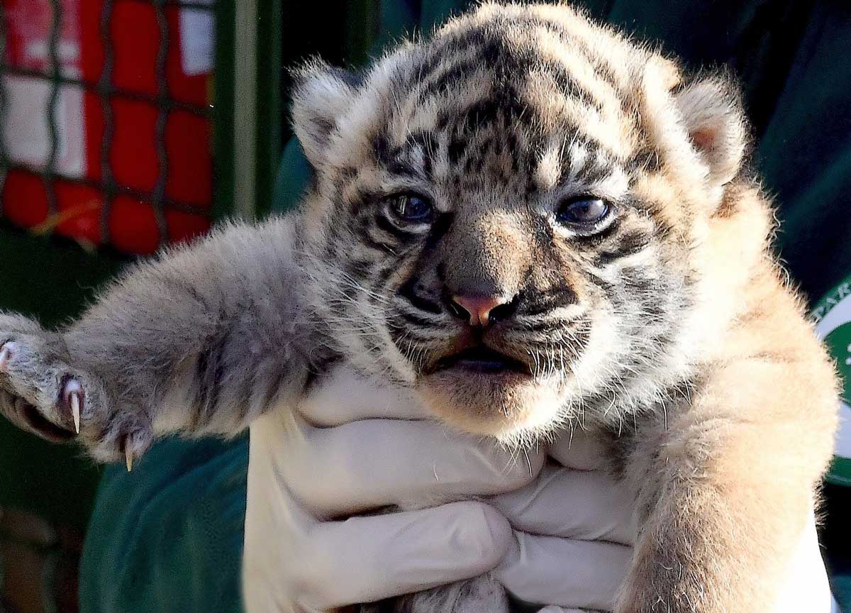 Bioparco, dopo il restauro torna a splendere lo storico portale monumentale