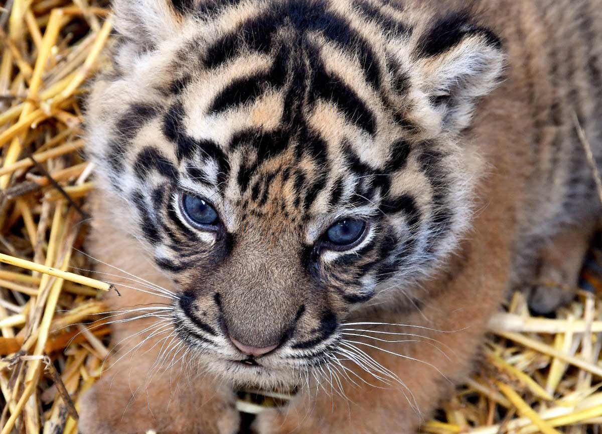 Bioparco, dopo il restauro torna a splendere lo storico portale monumentale