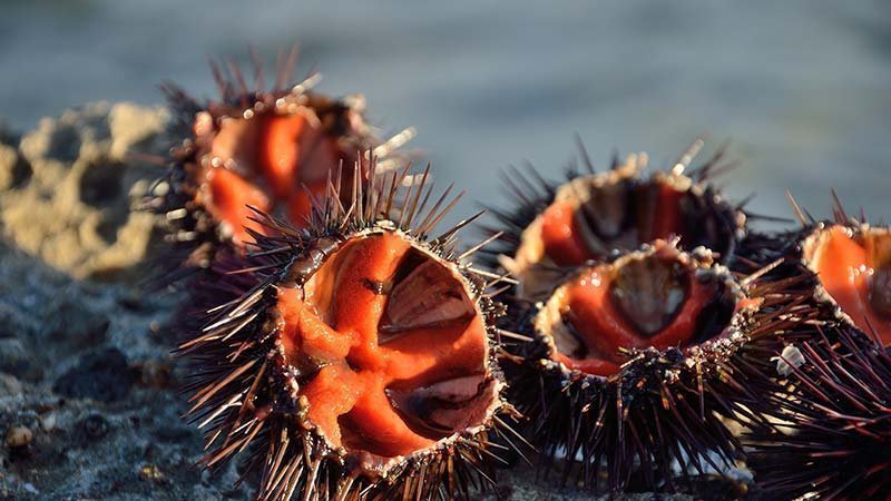 La Corte Costituzionale conferma il blocco pesca per i ricci in Puglia La Corte Costituzionale conferma il blocco pesca per i ricci in Puglia