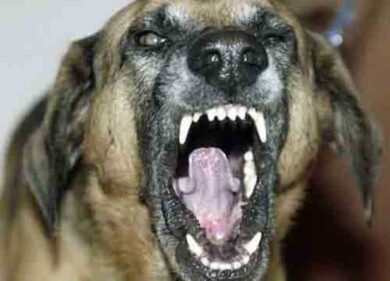 Bimba e nonna aggredite dai cani: la piccola è ancora grave, la donna migliora