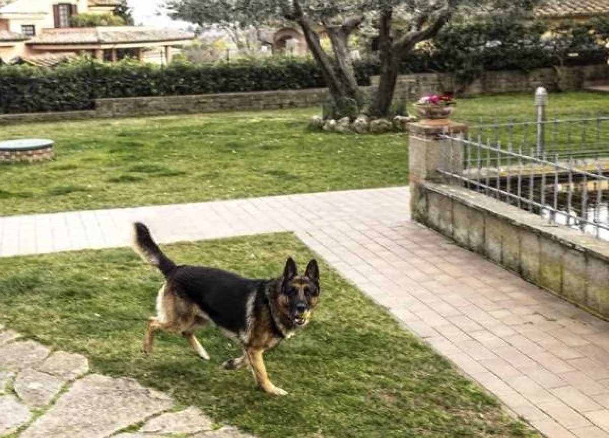 Bimba e nonna aggredite dai cani: la piccola è ancora grave, la donna migliora