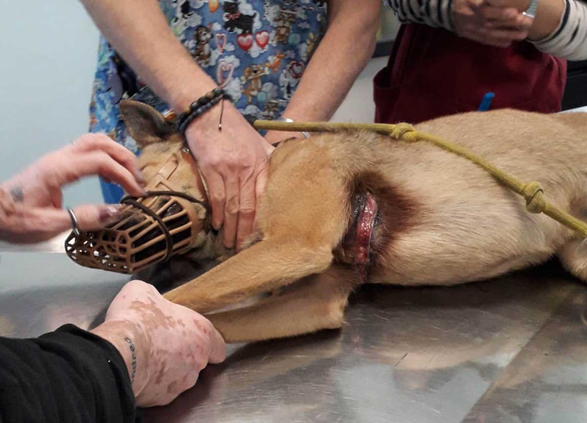 Spara al cane del vicino: “Abbaiava troppo”. Denunciato un 76enne a Minturno