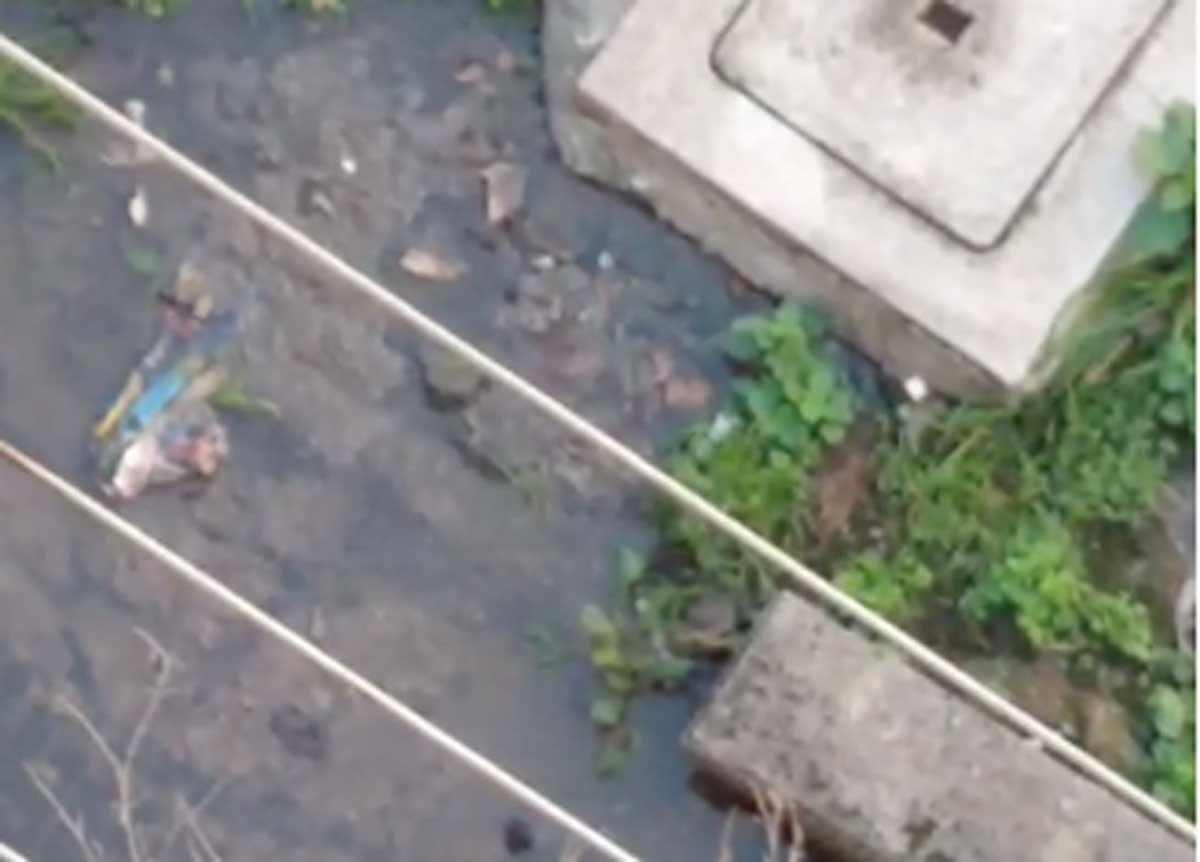 Roma, fognature rotte nelle case Ater, nel giardino liquami e escrementi VIDEO