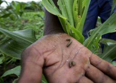 Lotta ai parassiti, ecco la scoperta che rivoluziona il mondo dell’agricoltura