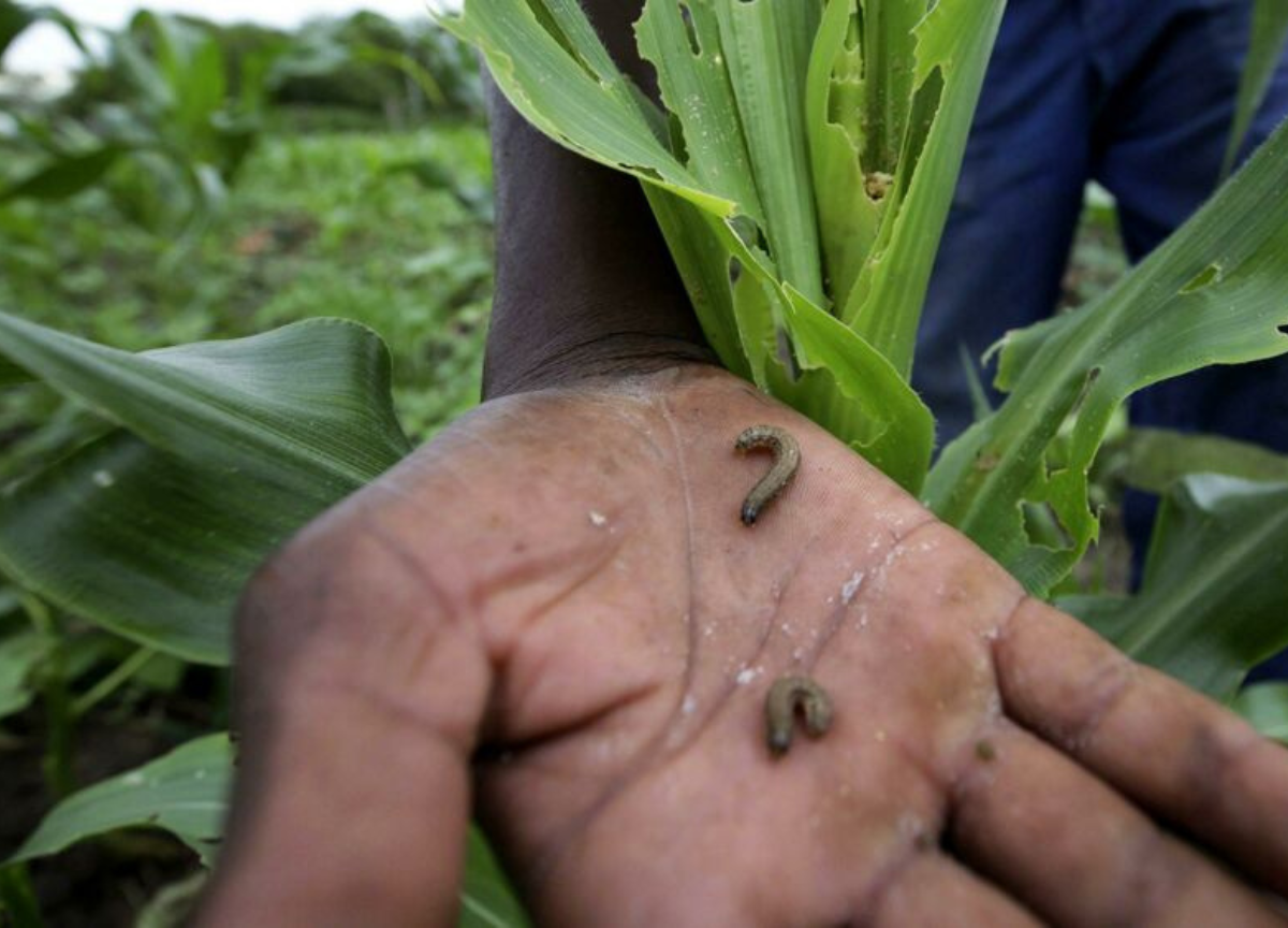 Lotta ai parassiti, ecco la scoperta che rivoluziona il mondo dell’agricoltura Lotta ai parassiti, ecco la scoperta che rivoluziona il mondo dell’agricoltura