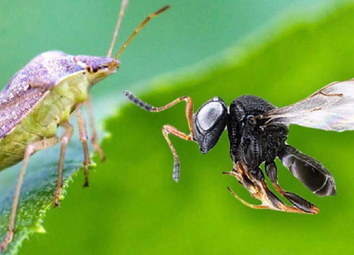 Vespa samurai contro cimice asiatica: il bioduello nei frutteti del Lazio Vespa samurai contro cimice asiatica: il bioduello nei frutteti del Lazio
