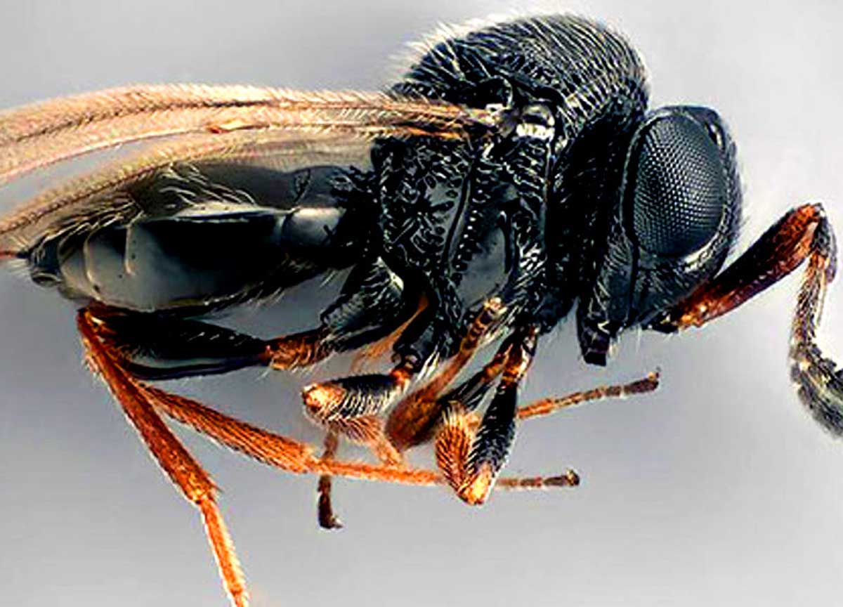 Vespa samurai contro cimice asiatica: il bioduello nei frutteti del Lazio Vespa samurai contro cimice asiatica: il bioduello nei frutteti del Lazio