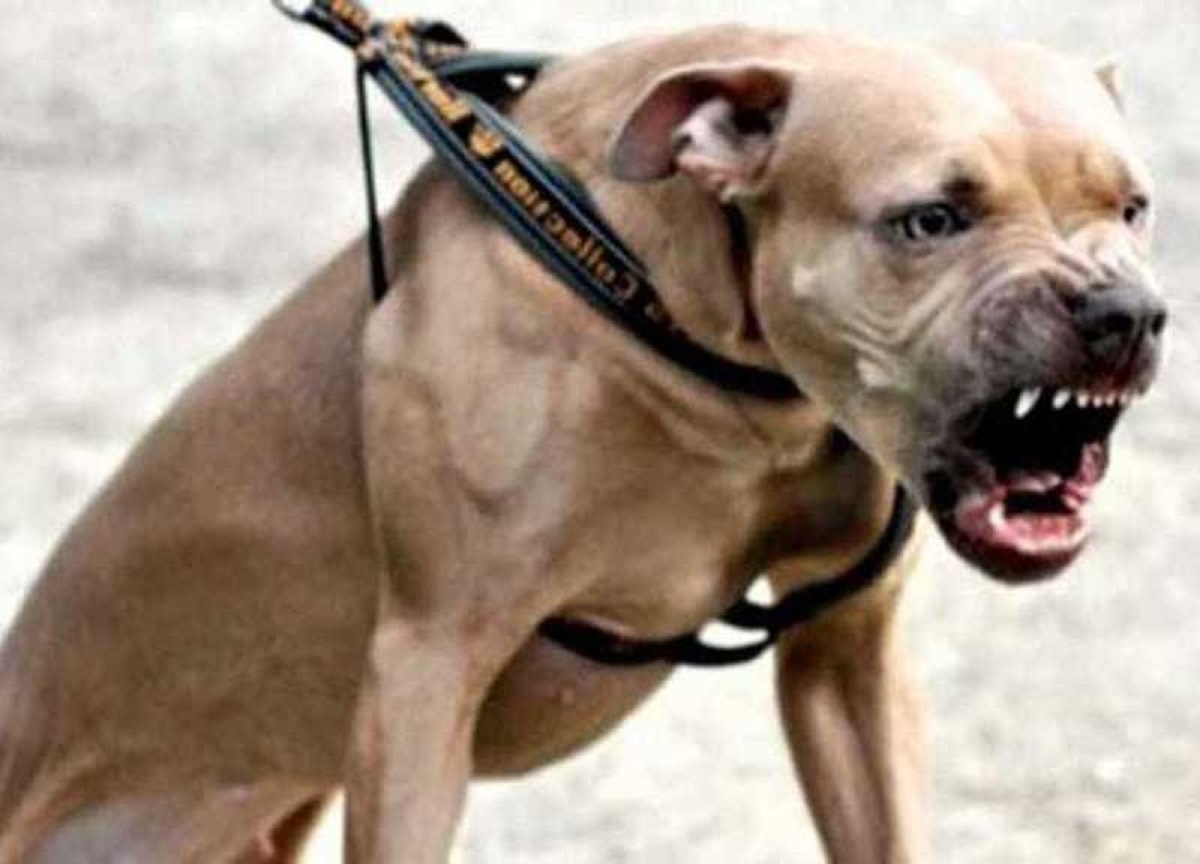 Pesaro, 80enne sbranata dal proprio cane. Aveva già morso il marito Pesaro, 80enne sbranata dal proprio cane. Aveva già morso il marito
