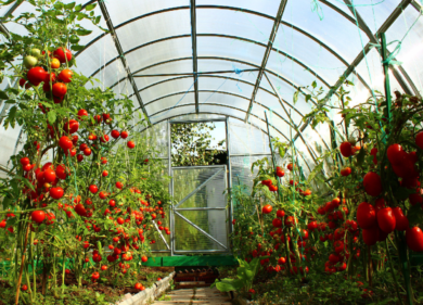 Agricoltura, le serre trainano l’autonomia alimentare dell’Ue