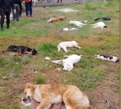 Cani e gatti avvelenati dall’uomo (sempre più crudele). La foto virale in rete