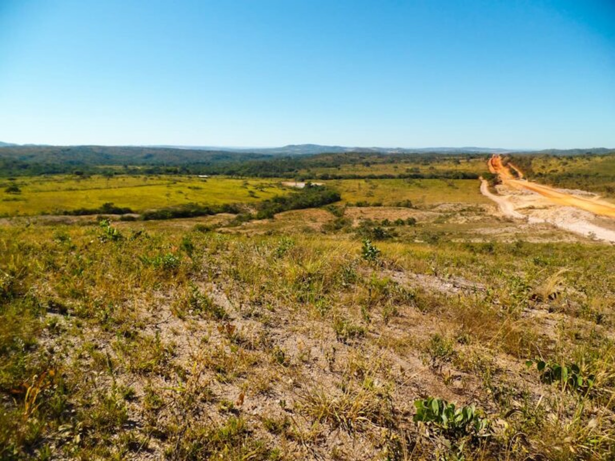 Deforestazione del Cerrado: la colpa è anche dell’industria della carne Deforestazione del Cerrado: la colpa è anche dell’industria della carne