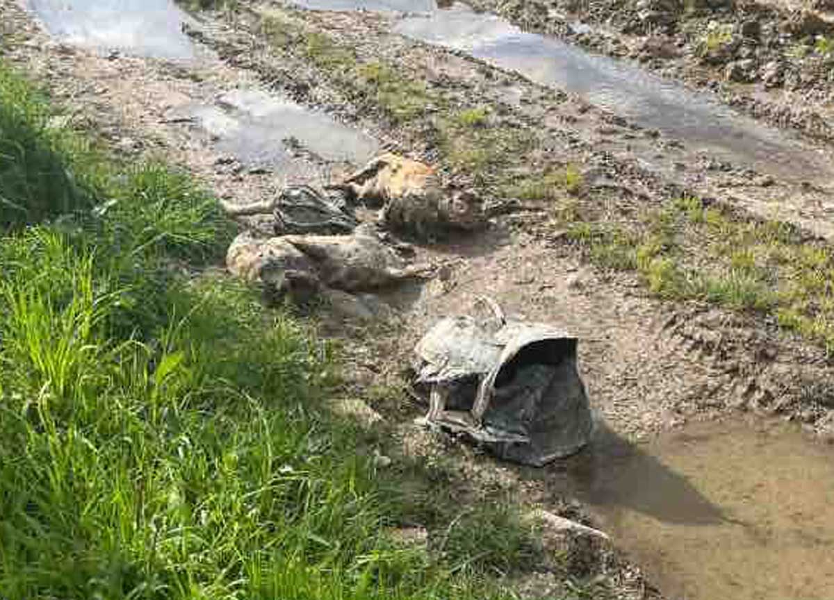 Due cani torturati e soffocati con una busta. L’Enpa: “Chi sa qualcosa denunci