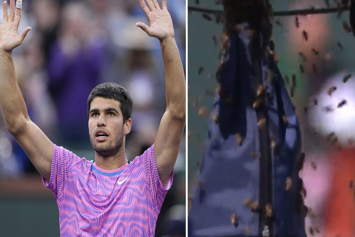 Alcaraz attaccato da sciame d’api (video). Poi batte Zverev e ora ha Sinner Alcaraz attaccato da sciame d’api (video). Poi batte Zverev e ora ha Sinner