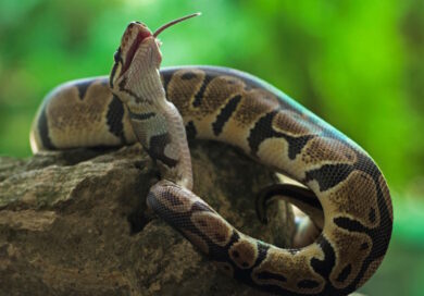 Pitoni al posto del manzo: per gli scienziati è una valida alternativa