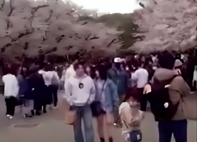 Il rosa dei fiori di ciliegio colora il Giappone