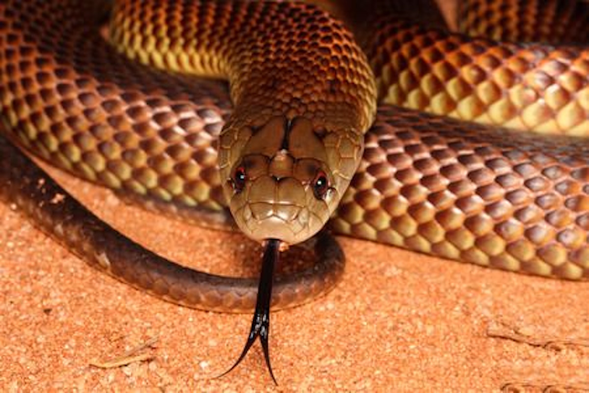 Uomo ucciso da un morso di serpente in un asilo nido Uomo ucciso da un morso di serpente in un asilo nido