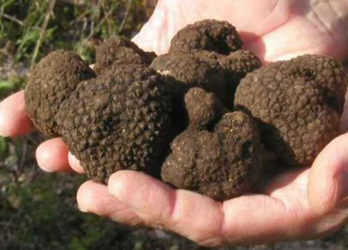 Guardia di Finanza, scoperta la truffa del tartufo: evasione da 23 milioni Guardia di Finanza, scoperta la truffa del tartufo: evasione da 23 milioni
