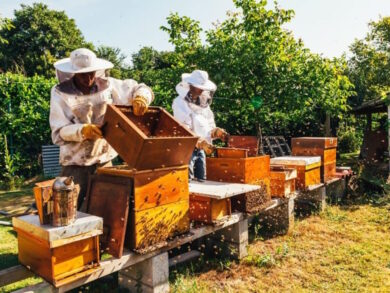 Apicoltori italiani protestano contro la concorrenza sleale del miele cinese