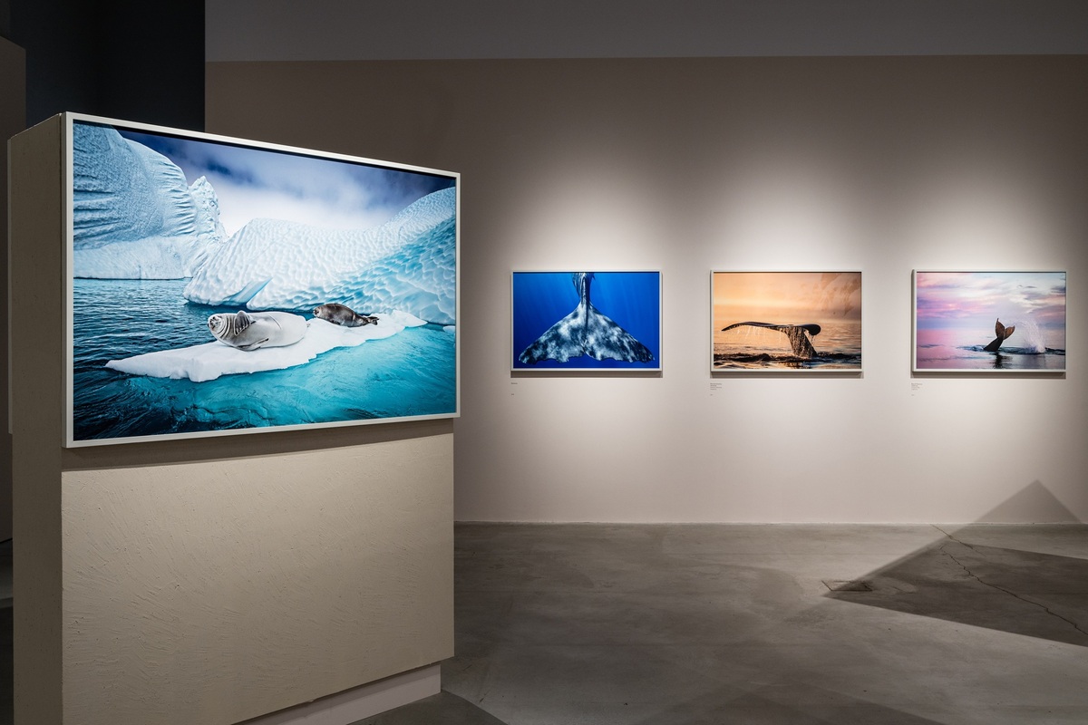 Intesa Sanpaolo, alle Gallerie d’Italia inaugurata la mostra su Mittermeier Intesa Sanpaolo, alle Gallerie d’Italia inaugurata la mostra su Mittermeier