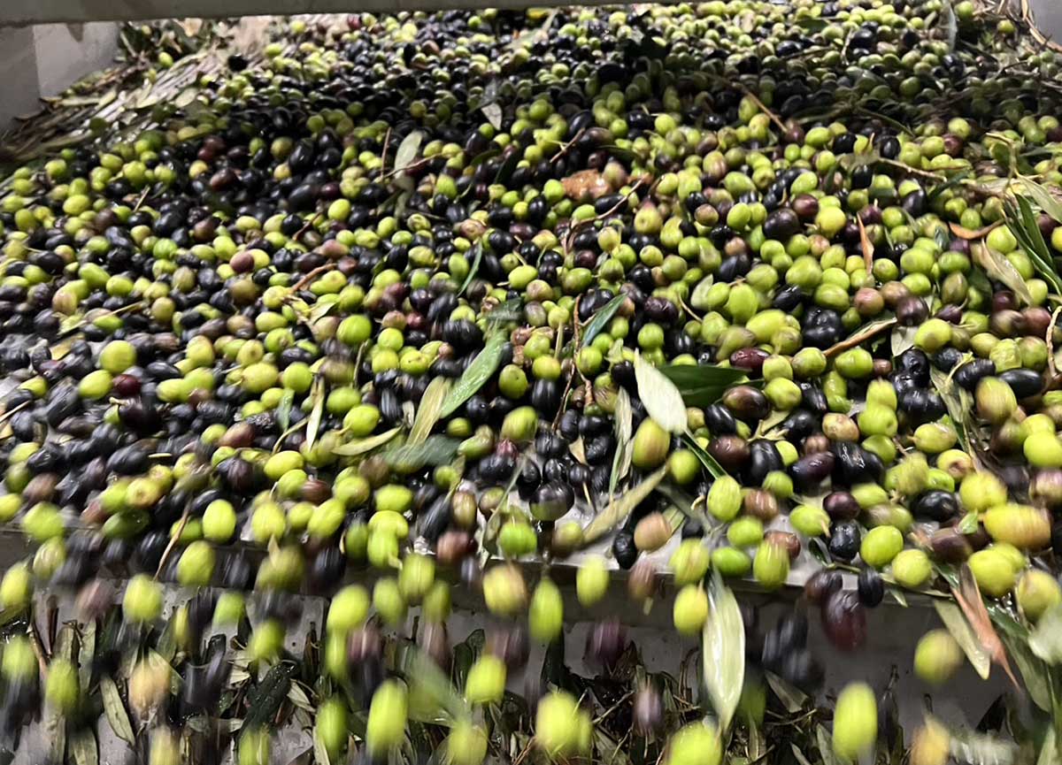 Olio, nuovo Cda per il Consorzio Sabina Dop: presidente Alessandro Donati Olio, nuovo Cda per il Consorzio Sabina Dop: presidente Alessandro Donati