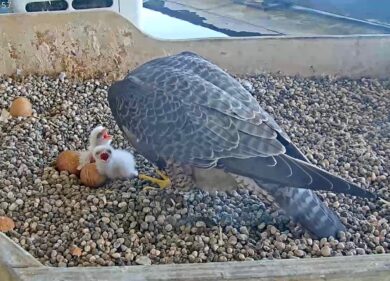 Milano, congratulazioni a ‘Giò e Giulia’: nati due nuovi falchetti