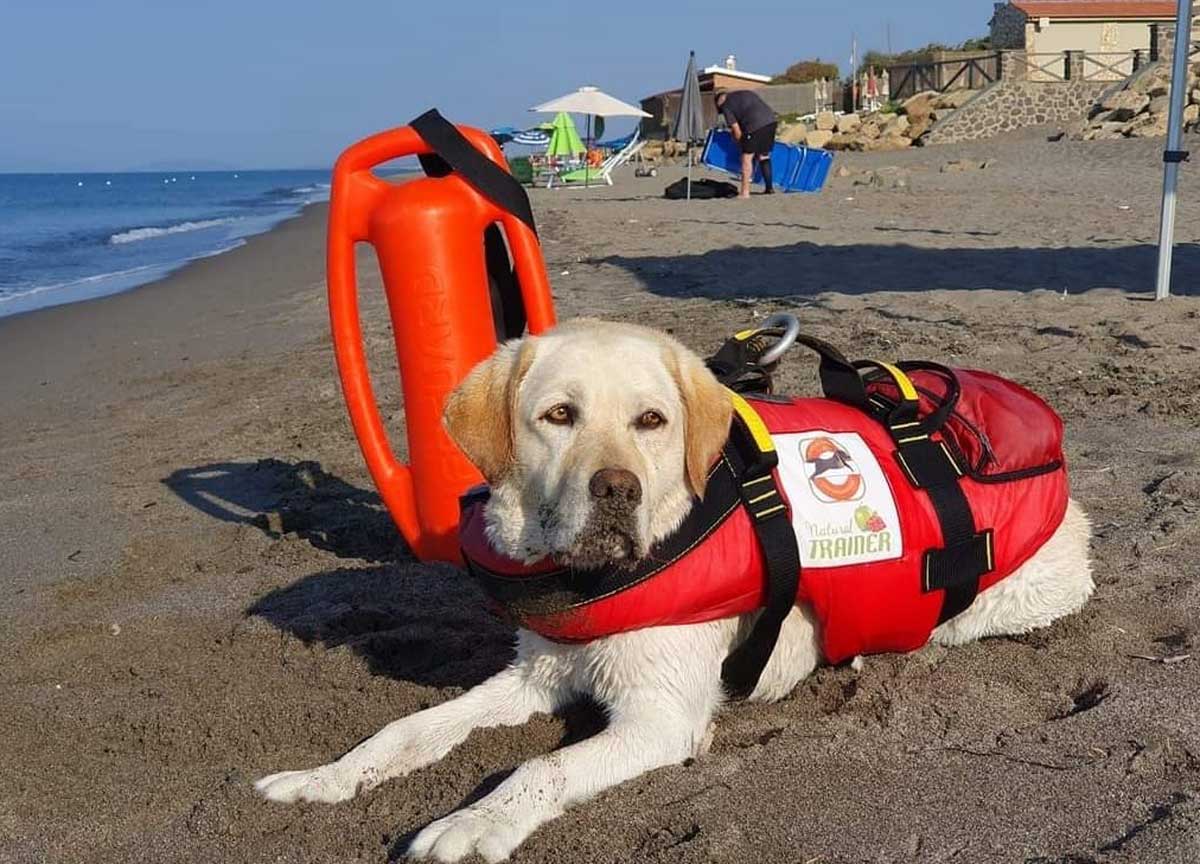 Salvò 14 bagnanti a Sperlonga: addio a Mira, labrador eroica della scuola Sics Salvò 14 bagnanti a Sperlonga: addio a Mira, labrador eroica della scuola Sics