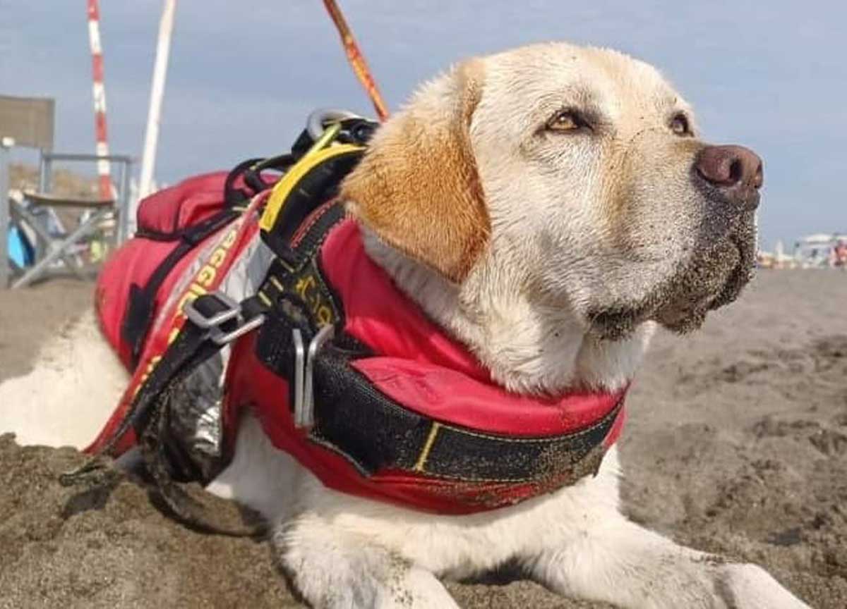 Salvò 14 bagnanti a Sperlonga: addio a Mira, labrador eroica della scuola Sics Salvò 14 bagnanti a Sperlonga: addio a Mira, labrador eroica della scuola Sics