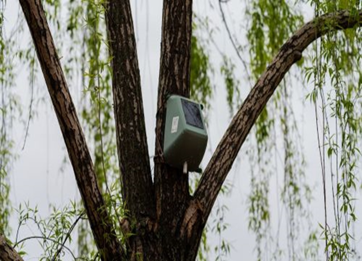 Smog, 300 sensori sugli alberi di Portanuova a Milano Smog, 300 sensori sugli alberi di Portanuova a Milano
