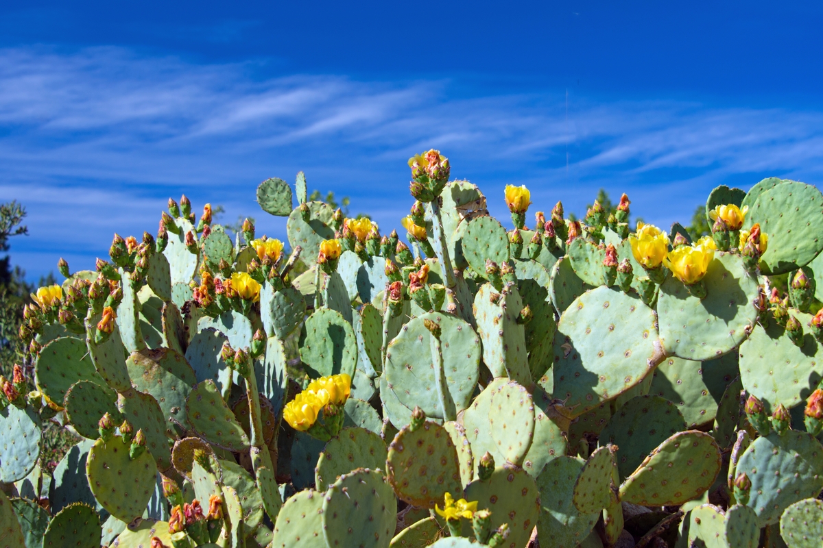 Vueling propone le migliori destinazioni europee primaverili
