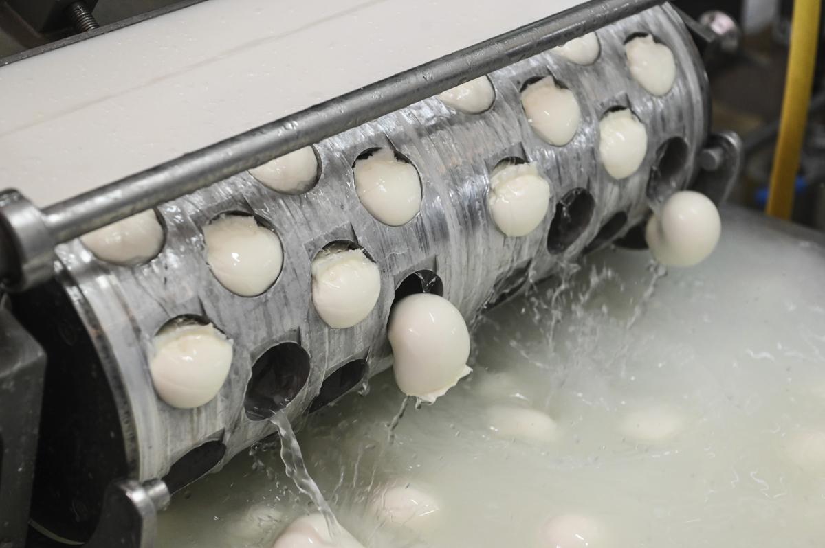 Mozzarella di bufala dop, l’intelligenza artificiale per scoprire i fake Mozzarella di bufala dop, l’intelligenza artificiale per scoprire i fake