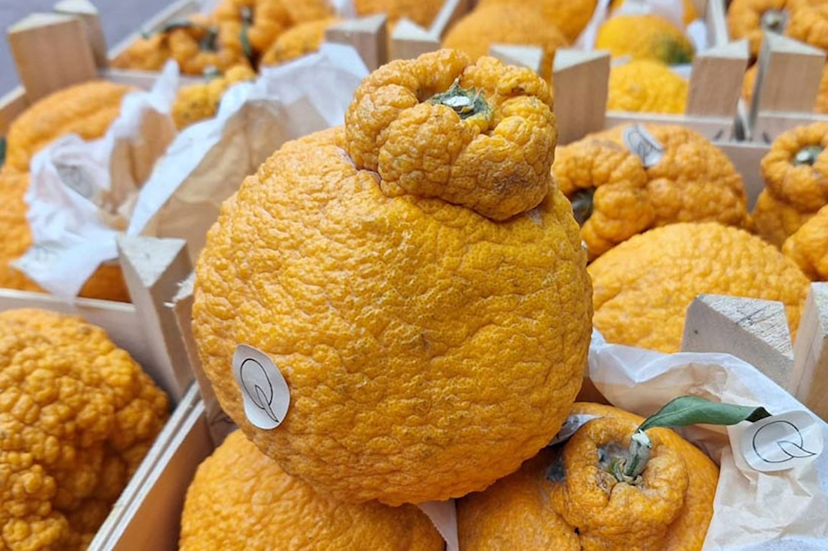 Dekopon, il mandarino dal Giappone fa impazzire gli italiani Dekopon, il mandarino dal Giappone fa impazzire gli italiani