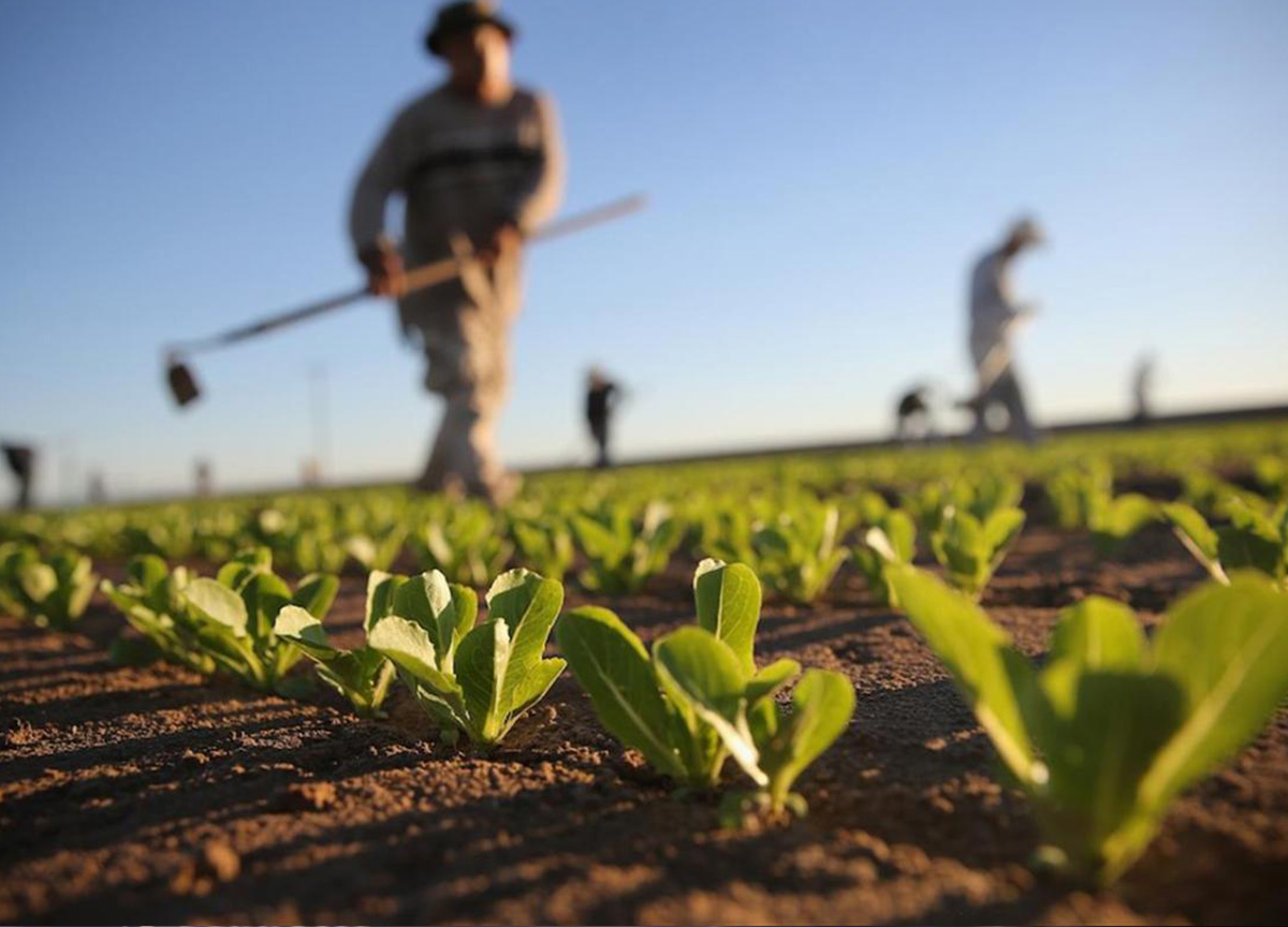 Agroalimentare, il 50% della manodopera nelle mani degli immigrati Agroalimentare, il 50% della manodopera nelle mani degli immigrati