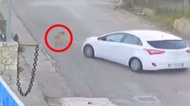 Trapani, l’auto punta e investe la cagnolina: immagini forti