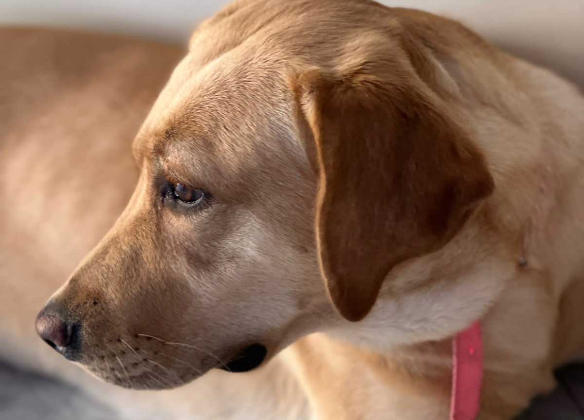 Vuole baciare a tutti i costi il suo cane, ma lui la sbrana. Operata d’urgenza Vuole baciare a tutti i costi il suo cane, ma lui la sbrana. Operata d’urgenza
