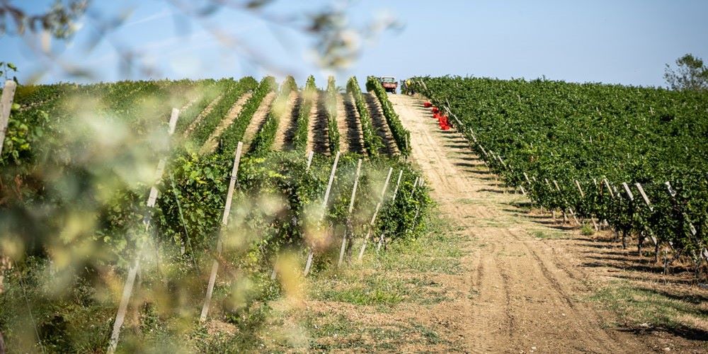 Il valore del mercato del vino per l’Unione Europea Il valore del mercato del vino per l’Unione Europea