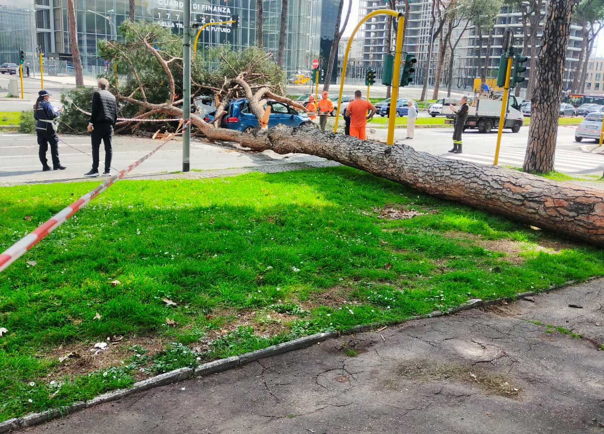 Villa Borghese, abbattuto il pino più vecchio dell’area verde: era a rischio Villa Borghese, abbattuto il pino più vecchio dell’area verde: era a rischio