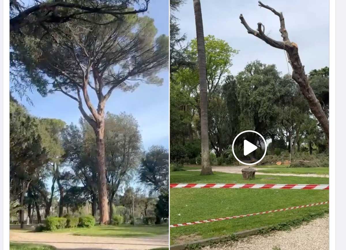 Villa Borghese, abbattuto il pino più vecchio dell’area verde: era a rischio Villa Borghese, abbattuto il pino più vecchio dell’area verde: era a rischio