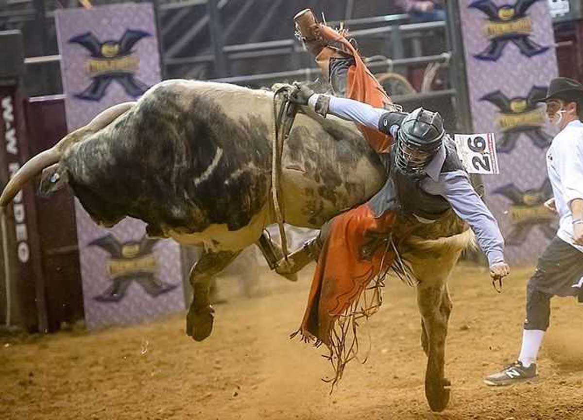 Tori scatenati, il rodeo in Fiera Roma fa impazzire gli animalisti: forza tori Tori scatenati, il rodeo in Fiera Roma fa impazzire gli animalisti: forza tori