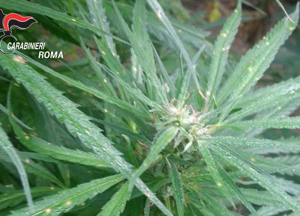 Altro che inceneritore: a Santa Palomba scoperta una piantagione di cannabis
