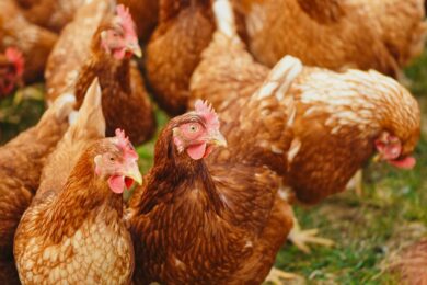 Pollo, animali malati. Ecco cosa ci fanno mangiare, qualità sempre più scarsa