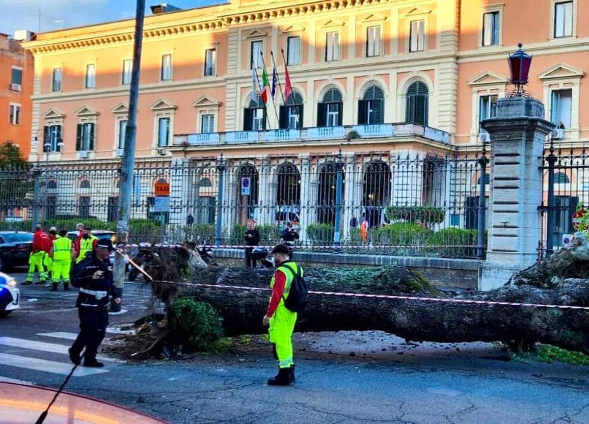 Crolla un albero davanti all’ospedale Umberto I, colpite 4 auto e 2 motorini Crolla un albero davanti all’ospedale Umberto I, colpite 4 auto e 2 motorini