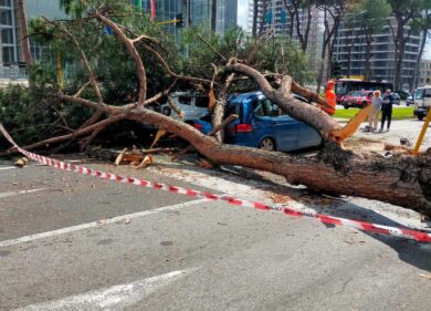 Crolla un albero davanti all’ospedale Umberto I, colpite 4 auto e 2 motorini